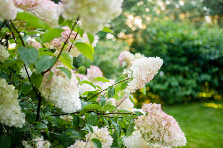 Tender pink flowers of hydrangea arborescens, backlit by the low evening sun in summer. Hortensia...