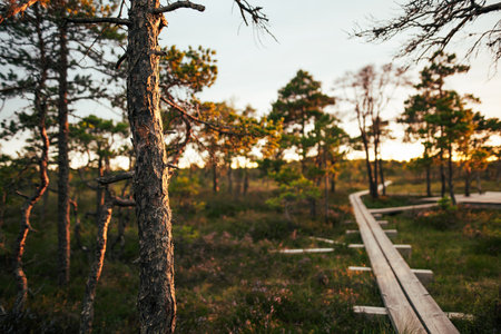 Seli Bog, dotted with pine trees, hollows and pools, located in Jarva county, Estonia. Unique wetland ecosystem supports diverse wildlife and is a home to unique plants and animals.の写真素材