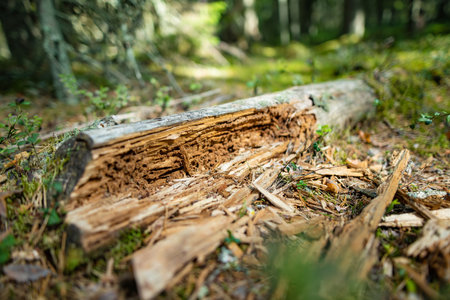 Old tree trunks in beautiful mixed pine and deciduous forest of Estonia. Beauty of Baltic nature.の写真素材