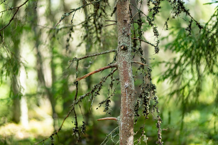 Beautiful mixed pine and deciduous forest of Estonia. Beauty of Baltic nature.