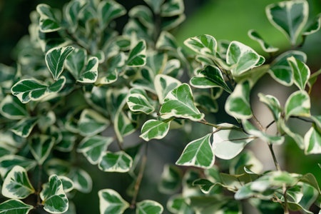 Different species of tropical plants and flowers in botanical garden of Tartu, Estonia. Lush exotic vegetation grown in a greenhouse.の写真素材