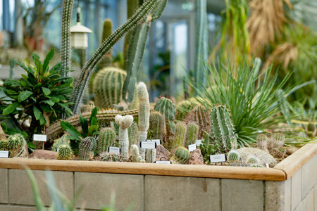 Various sorts of cacti and succulents in a greenhouse. Different species of tropical plants and flowers in botanical garden of Tartu, Estonia.の写真素材