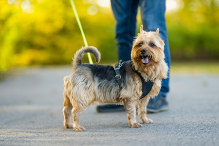 Pedigreed Australian terrier dog in late autumn park. Fall portrait of black and sable tan purebred...
