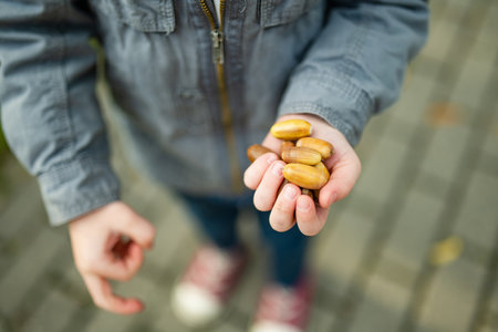 Closeup of hands of toddler boy picking acorns in a park on autumn day. Child having fun with searching acorns and foliage. Autumn activities with children.の写真素材