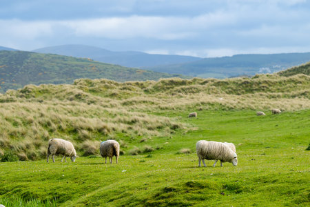 Sheep grazing in green pastures. Adult sheep and baby lambs feeding in lush green meadows.の写真素材