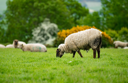 Sheep marked with colorful dye grazing in green pastures. Adult sheep and baby lambs feeding in lush...