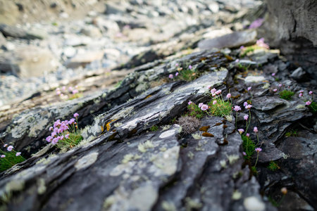Rough and rocky shore along famous Ring of Kerry route. Rugged coast of Iveragh Peninsula, County Kerry, Ireland.の写真素材
