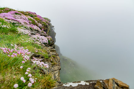 Pink thrift flowers blossoming on the famous Cliffs of Moher, one of the most popular tourist...
