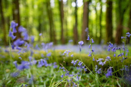 Bluebell flowers blossoming in a woodland in Ireland. Hyacinthoides non-scripta in full bloom in Irish forest. Beauty in nature.の写真素材