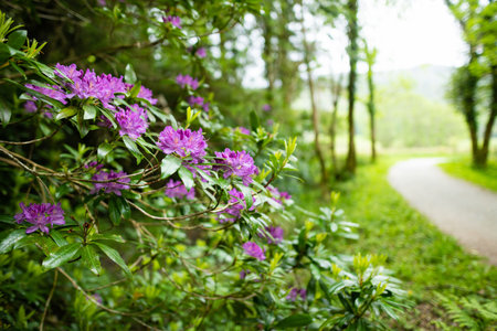 Purple azalea bushes blossoming on a banks on Muckross Lake, also called Middle Lake or The Torc, located in Killarney National Park, County Kerry, Ireland.の写真素材
