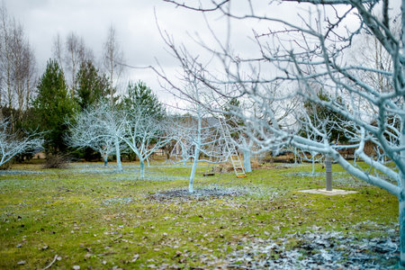 Fruit tree garden sprayed with copper-based fungicide to protect them from fungal and bacterial...