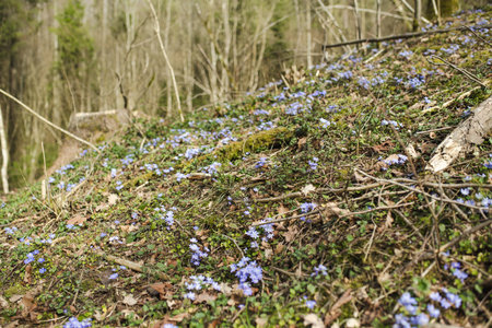 Blossoming hepatica flower in early spring in forest. Beauty in nature.の写真素材