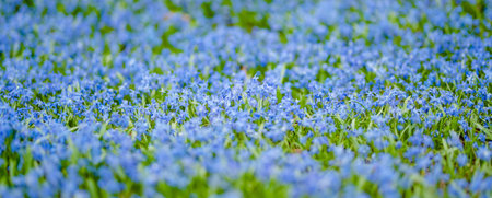 Blue scilla flowers blooming in the spring garden on the Alpine hill. Beautiful blue spring flowers...