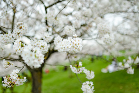 Beautiful cherry tree blossoming on spring. Beauty in nature. Tender cherry branches on sunny spring...