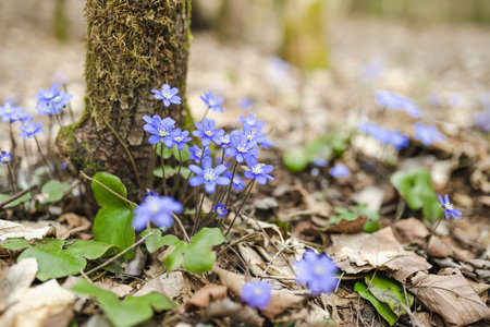 Blossoming hepatica flower in early spring in forest. Beauty in nature.
