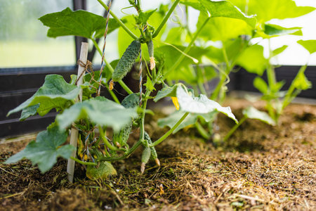 Fresh organic cucumbers growing in a greenhouse. Healthy fresh food. Beauty in nature.の写真素材