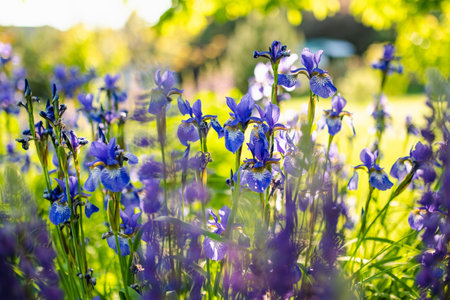 Colorful iris flowers blossoming on a flower bed in the park on sunny summer evening. Beauty in...