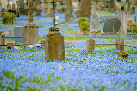 Blue scilla siberica spring flowers blossoming on sunny day in April in Bernardine cemetery, one of...