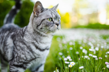 Young playful British shorthair silver tabby cat relaxing in the backyard. Gorgeous gray cat with yellow eyes having fun outdoors in a garden or a back yard. Family pet at home.の写真素材