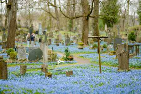 Blue scilla siberica spring flowers blossoming on sunny day in April in Bernardine cemetery, one of...
