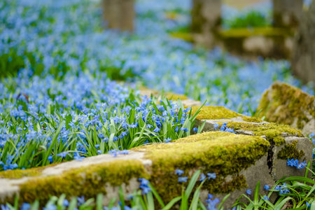 Blue scilla siberica spring flowers blossoming on sunny day in April in Bernardine cemetery, one of the three oldest graveyards in Vilnius, Lithuaniaの写真素材