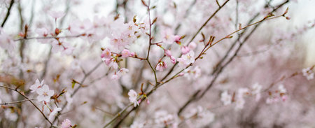 Beautiful cherry tree blossoming on spring. Beauty in nature. Tender cherry branches on sunny spring...