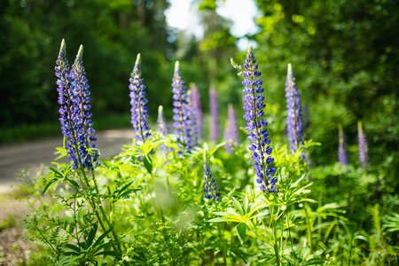 Beautiful purple lupins blossoming on summer day. Bunch of lupines summer flower background.の写真素材