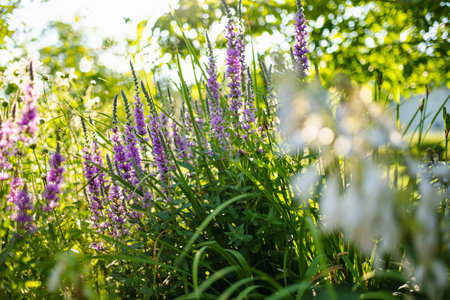 Purple loosestrife flowers blossoming in the garden on sunny summer day. Lythrum tomentosum or spiked loosestrife on a flower bed outdoors.の写真素材