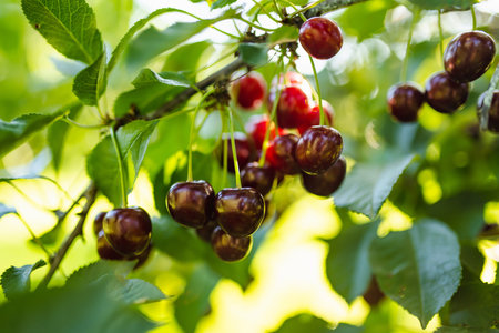 Ripening cherry fruits hanging on a cherry tree branch. Harvesting berries in cherry orchard on sunny summer day.の写真素材