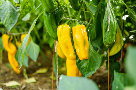 Cultivating bell peppers in a greenhouse on summer day. Growing own fruits and vegetables in a homestead. Gardening and lifestyle of self-sufficiency.の写真素材