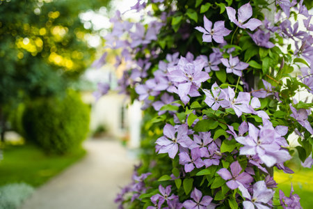 Flowering purple clematis in the garden. Flowers blossoming in summer. Beauty in nature.の写真素材