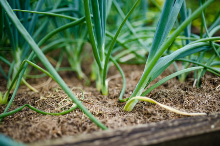 Cultivating onions in summer season. Growing own herbs and vegetables in a homestead. Gardening and...