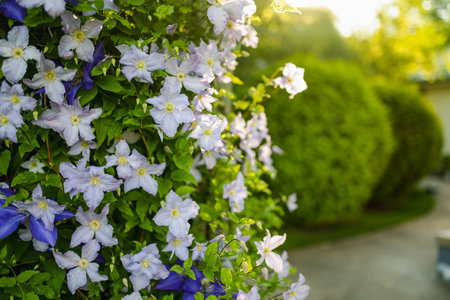 Flowering purple clematis in the garden. Flowers blossoming in summer. Beauty in nature.の写真素材