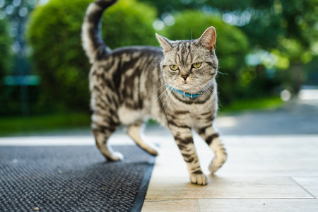 Young playful British shorthair silver tabby cat relaxing in the backyard. Gorgeous blue-gray cat with yellow eyes having fun outdoors in a garden or a back yard. Family pet at home.の写真素材