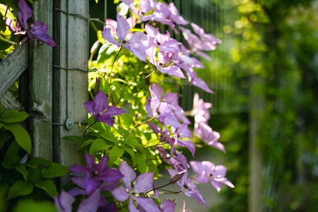 Flowering purple clematis in the garden. Flowers blossoming in summer. Beauty in nature.の写真素材