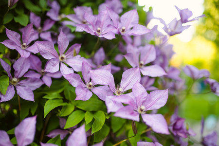 Flowering purple clematis in the garden. Flowers blossoming in summer. Beauty in nature.の写真素材