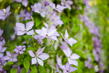 Flowering purple clematis in the garden. Flowers blossoming in summer. Beauty in nature.の写真素材