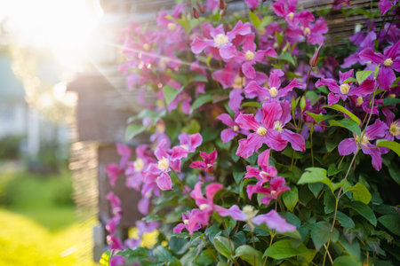 Flowering purple clematis in the garden. Flowers blossoming in summer. Beauty in nature.の写真素材