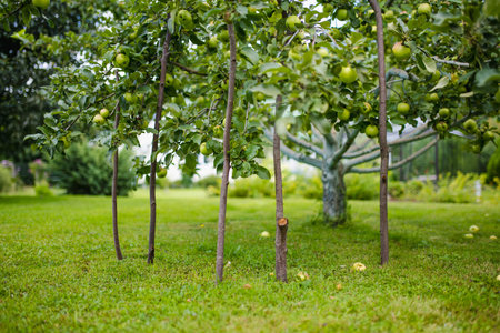 Wooden support sticks placed beneath apple tree branches to help bear the weight of growing fruit in...