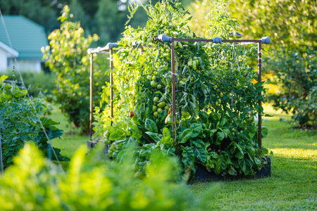 Ripening organic fresh tomatoes plants on a bush. Growing own fruits and vegetables in a homestead. Gardening and lifestyle of self-sufficiency.の写真素材