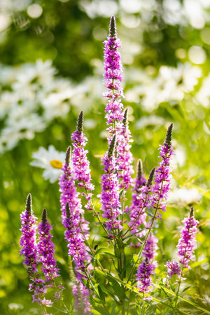 Purple loosestrife flowers blossoming in the garden on sunny summer day. Lythrum tomentosum or spiked loosestrife on a flower bed outdoors.の写真素材