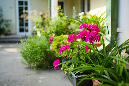Bright pink and white geraniums bloom vibrantly in pots on a patio, surrounded by lush green leaves and a soft, sunny atmosphere.の写真素材