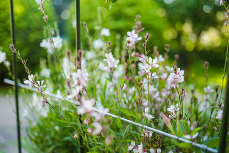 Tender white Gaura lindheimeri flowers blossoming on flower bed on sunny summer day. Beauty in nature.の写真素材