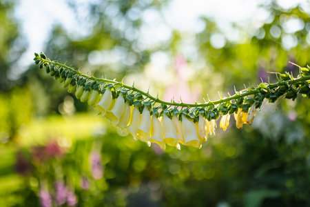 Beautiful yellow foxglove flowers blossoming in the garden on sunny summer day. Digitalis purpurea blooming on a flower bed.の写真素材