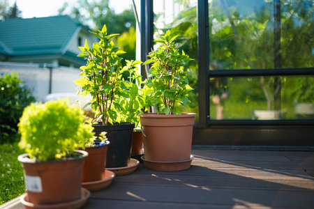 Cultivating basil in a greenhouse in summer season. Growing own herbs and vegetables in a homestead. Gardening and lifestyle of self-sufficiency.の写真素材