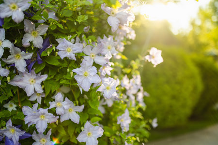 Flowering purple clematis in the garden. Flowers blossoming in summer. Beauty in nature.の写真素材