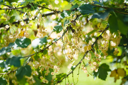 White currant berries ripening on the branch on sunny summer day. Beauty in nature.の写真素材