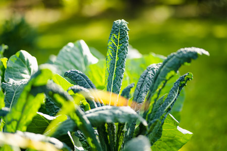 Dark green kale plants with textured leaves grow vibrantly in a lush garden bed surrounded by other leafy vegetables.の写真素材