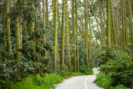 A lush, mossy forest at the Curonian Spit in Lithuania, filled with tall pine trees and dense undergrowth, evokes a sense of quiet, untouched wilderness.の写真素材