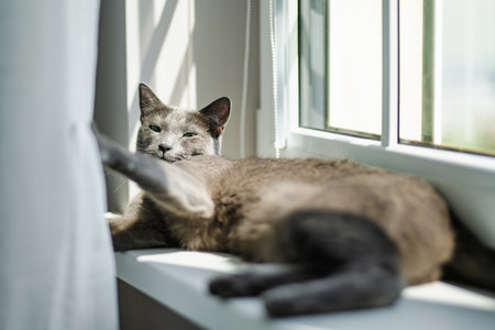 Young playful Russian Blue cat relaxing indoors on a sunny morning. Gorgeous blue-gray cat with green eyes. Family pet at home.の写真素材